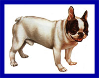a well breed French Bulldog